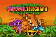 BUSH TELEGRAPH?v=2.8.6